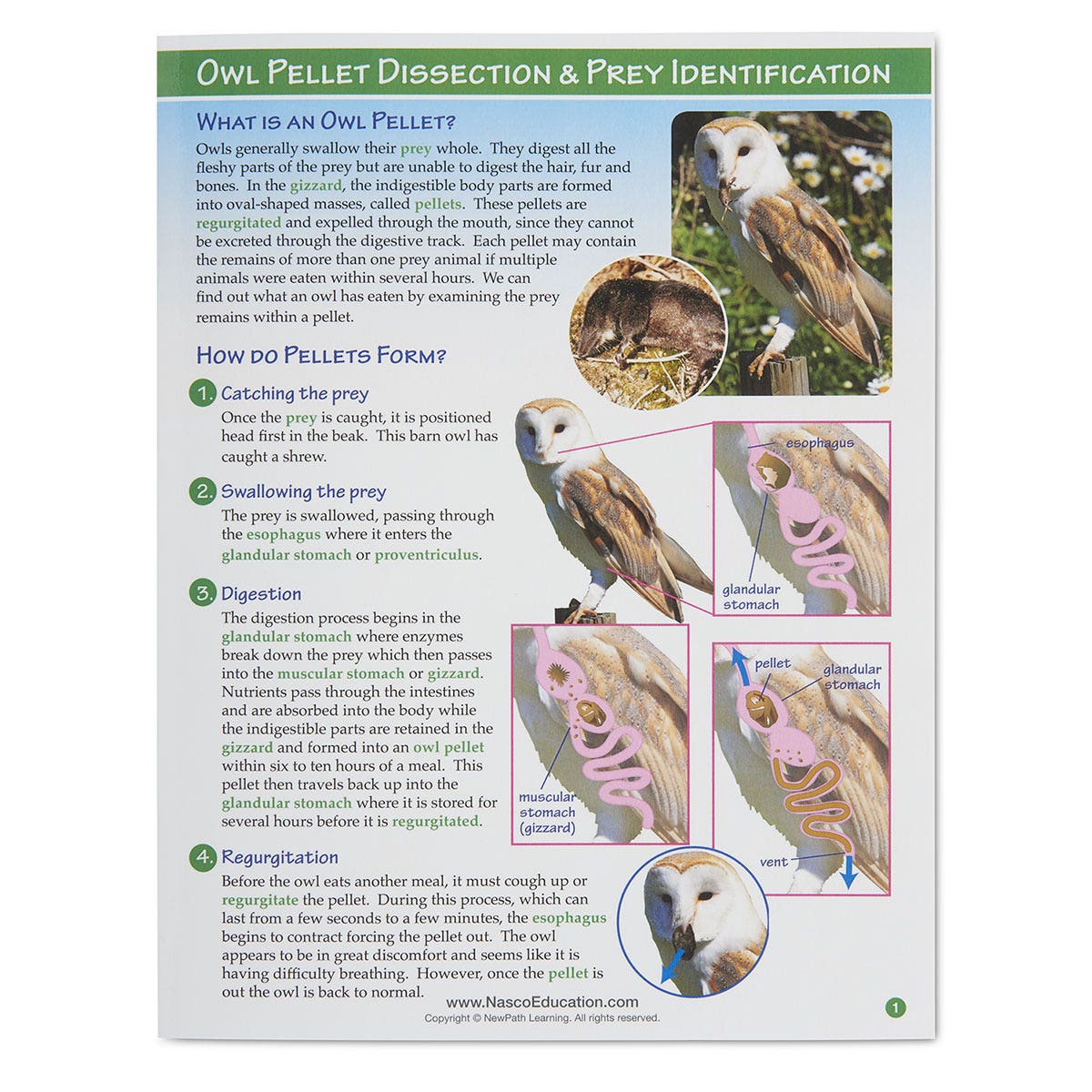 SB53125-Owl Pellet Dissection & Prey Identification Visual Learning Guide