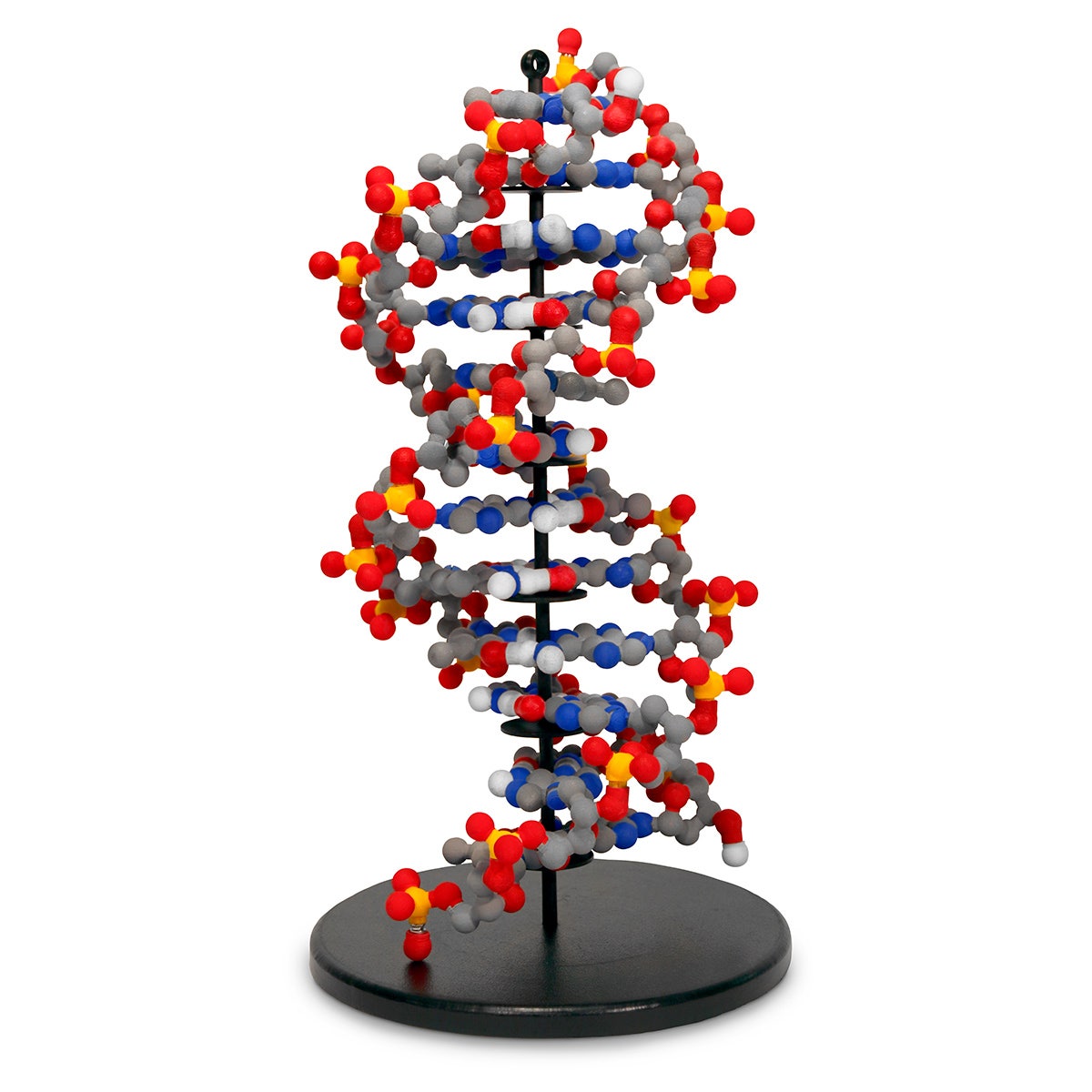 SB53145-Dynamic DNA 12 Base Pairs Kit