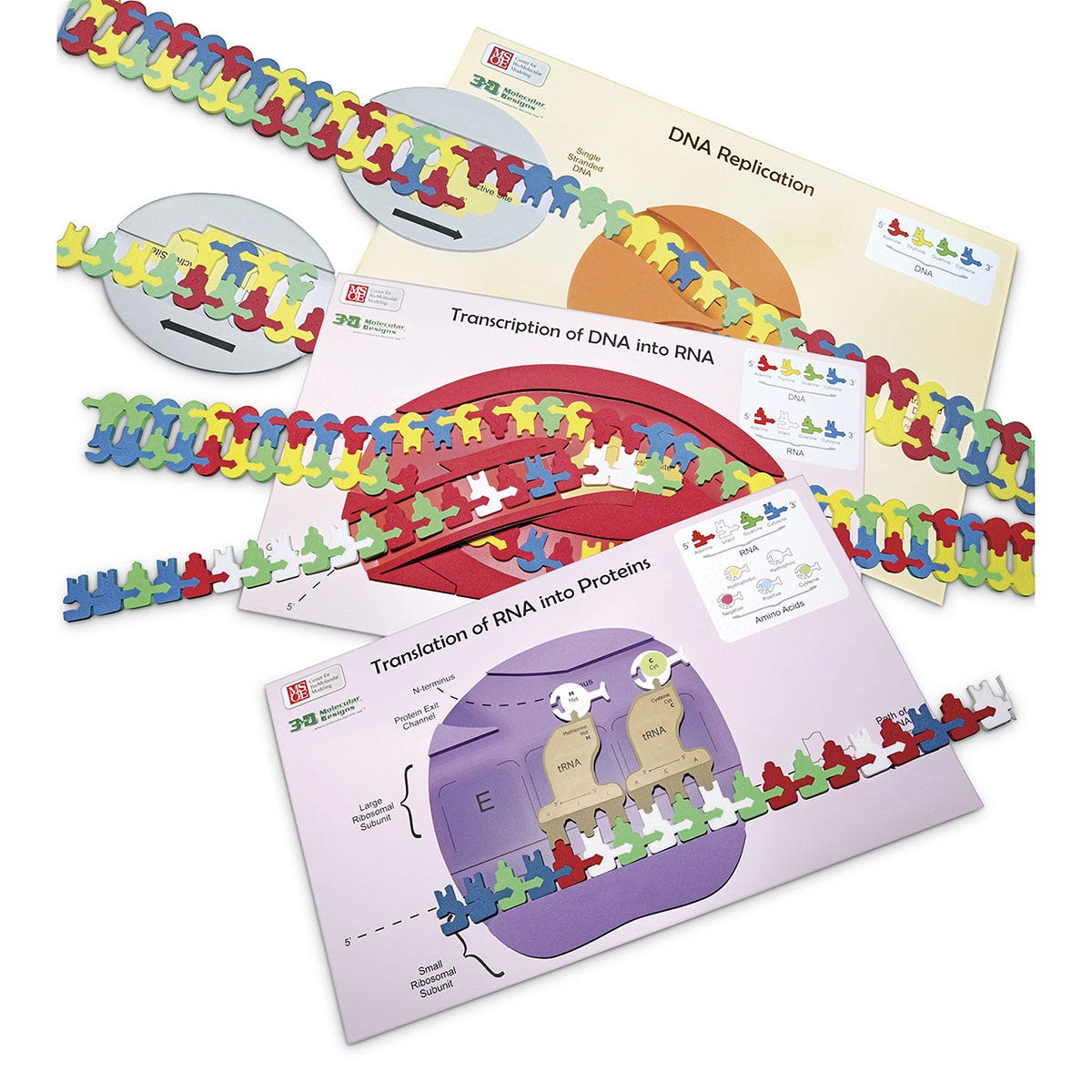 SB53360-Flow of Genetic Information Kit for 1 Group