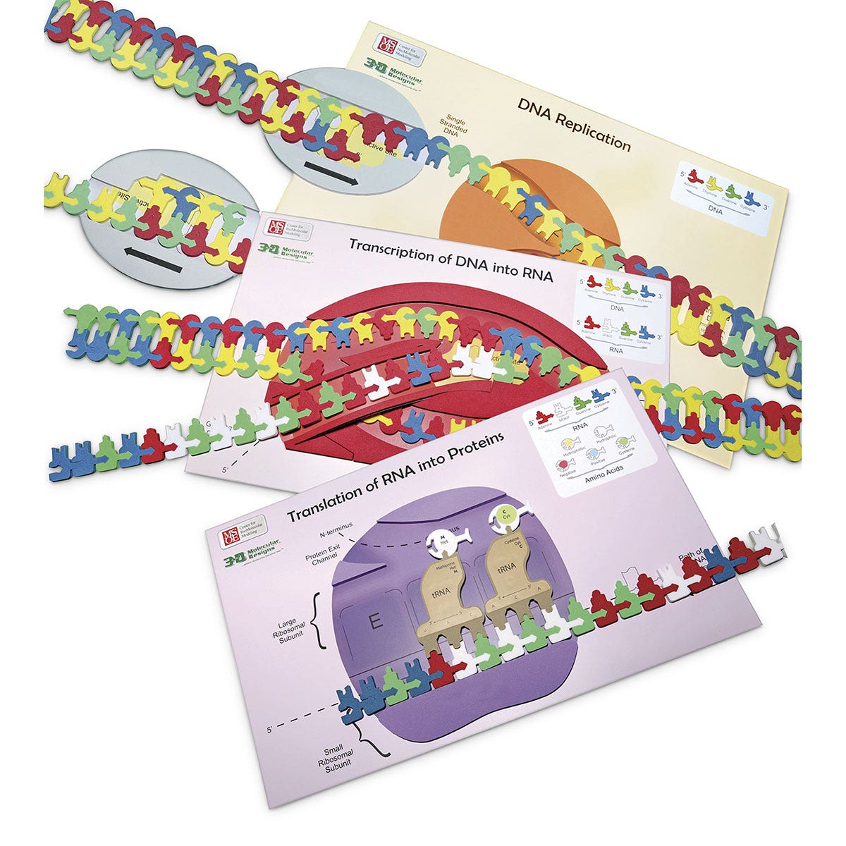 SB53361-Flow of Genetic Information Kit for 3 Groups