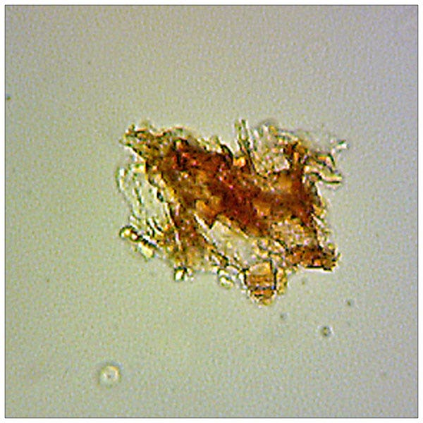 SL10019-Microscope Slides for the Beginner: Cork Section