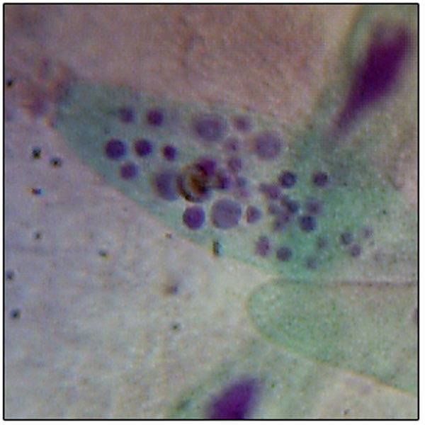 SL10092-Microscope Slide: Paramecium caudatum - Whole Mount