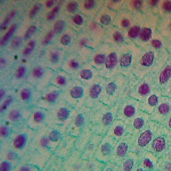 SL10116-Microscope Slide: Allium (Onion) - Root Tip - Longitudinal Section