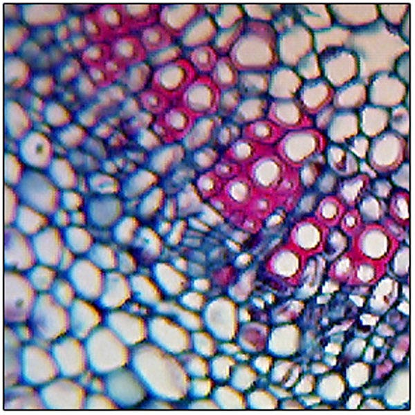 SL10151-Microscope Slide: Syringa vulgaris (Lilac) Leaf - Cross Section