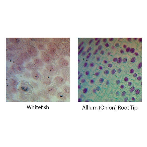 SL10290-Fish and Onion Mitosis Slide Set