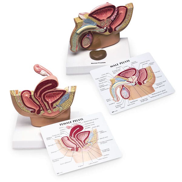 WA28895-Human Pelvis Complete Model Set
