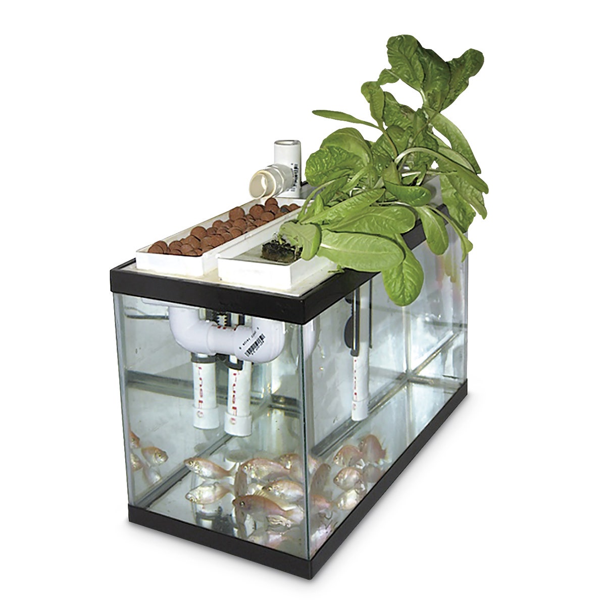 Z48490-Countertop Aquaponics System