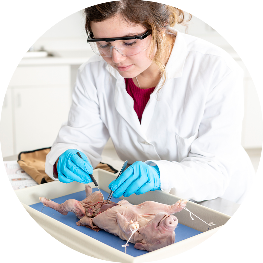 Dissection & Preserved Specimens Nasco Education