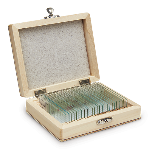 The Best Microscopes for Schools Nasco Education